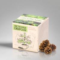 Набор для выращивания Экокуб Classic Лиственница Сибирская